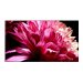 Sony Bravia XBR XBR-85X950G