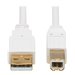 Tripp Lite Safe-IT USB-A to USB-B Antibacterial Cable (M/M), USB 2.0, White, 6 ft. - USB cable - USB to USB Type B - 6 ft