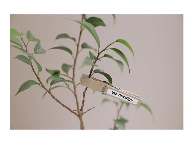 Brother TZe-S211 - ruban lamin - 1 cassette(s) - Rouleau (0,6 cm x 8 m)