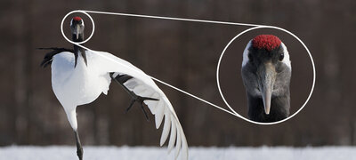 High resolution at any focal length