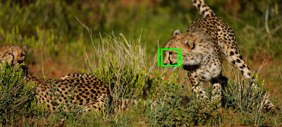 Real-time Tracking holds the focus on tracked subjects