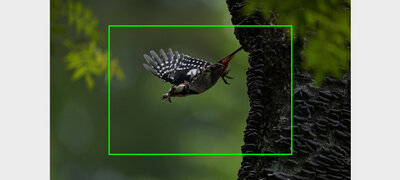 Exceptional high-speed 10fps burst shooting with AF/AE tracking