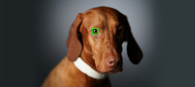 Real-time Eye AF for Animals reliably tracks wild animals and pets14
