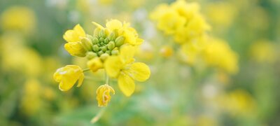 Breathtaking close-up bokeh