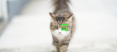 Capture focus with animal eyes, too12