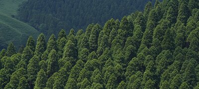 Full-pixel readout for 8K movies with incredible resolution