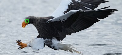 New Real-time Eye AF bird mode