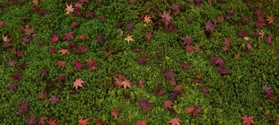 Stunning realism with 8K 30p movies