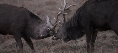 Silent, vibration-free electronic shutter