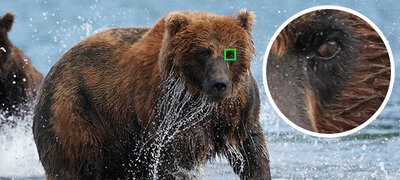 Real-Time Eye AF for Humans and Animals