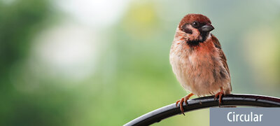 Gorgeous G Lens bokeh