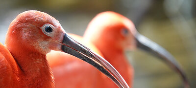 Silent shooting8 for sensitive situations