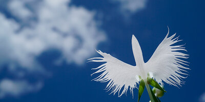 Excellent image-wide sharpness and bokeh