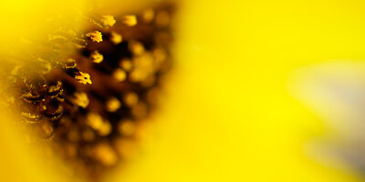 Get close for spectacular macro