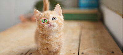 Real-time Eye AF for animal