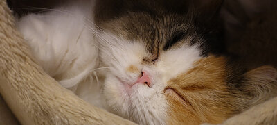 Silent shooting for sensitive situations