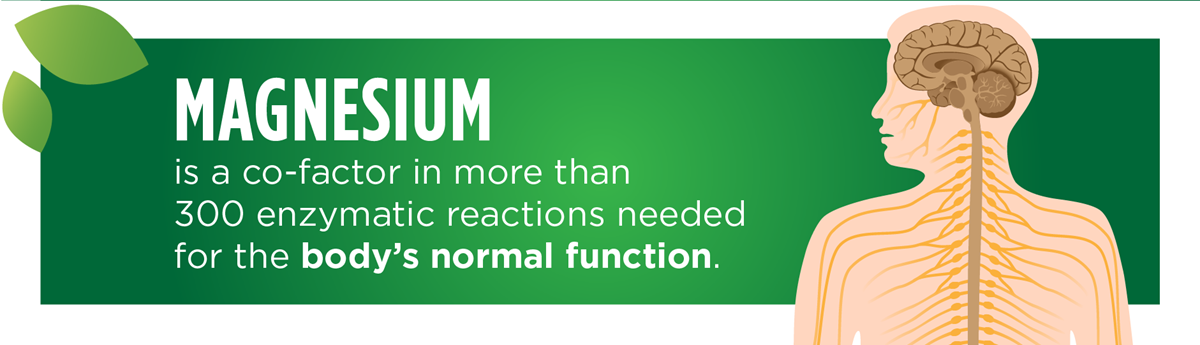Magnesium is a co-factor in more than 300 enzymatic reactions needed for the body's normal function