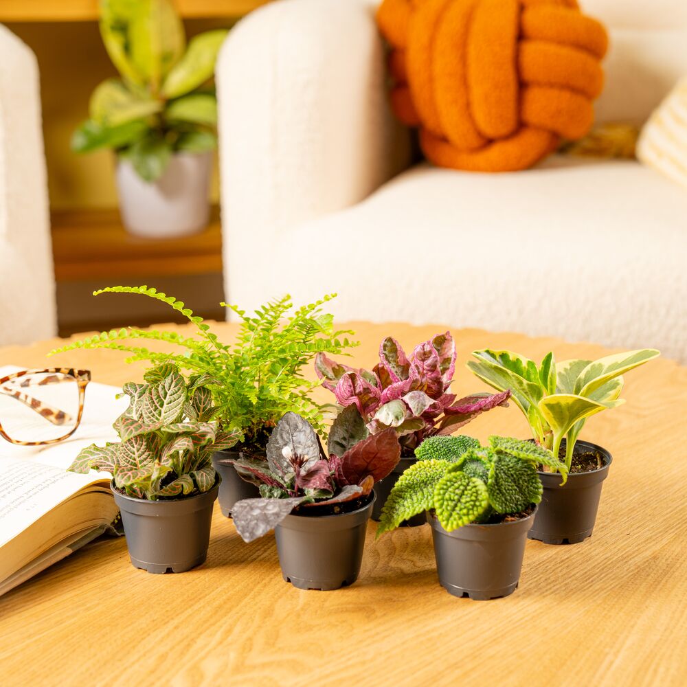 Costa Farms 4" Tiny Plants Assorted Live House Plants in 2.5" grower Pot 12  (Count) - Walmart.com