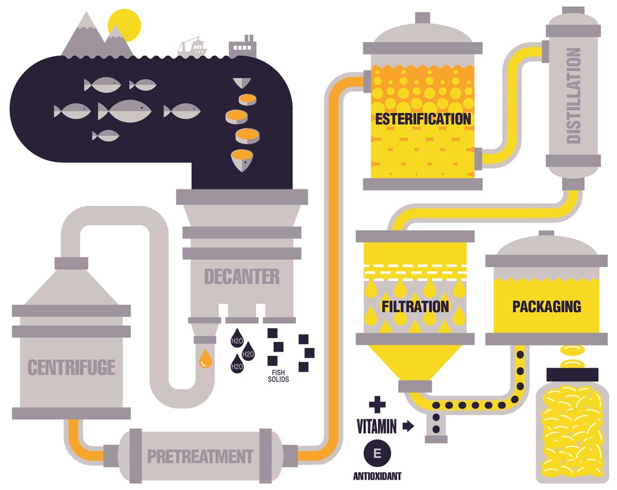 Cartoon image of fish swimming under a boat with mountain scenery and a processing plant. Fish fillets are shown entering a processing plant beginning with entering a decanter and coming out as drops of fish oil on their way to a centrifuge. The other fish parts leave the decanter as fish solids and water (H20). A stream of orange colored fish oil is shown going through a pipe from the centrifuge to a pretreatment step, and then coming out to the other side to enter a tank for esterification. Yellow colored fish oil leaves the esterification tank into a distillation vessel and then continues onto a filtration system. Vitamin E antioxidant is shown being added to the yellow omega-3 oil on the way to the bulk tank. Final omega-3 oil leaves the bulk tank in softgel form and into a supplement bottle.