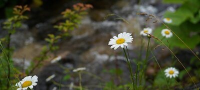 Ideal focal length and close-up capability