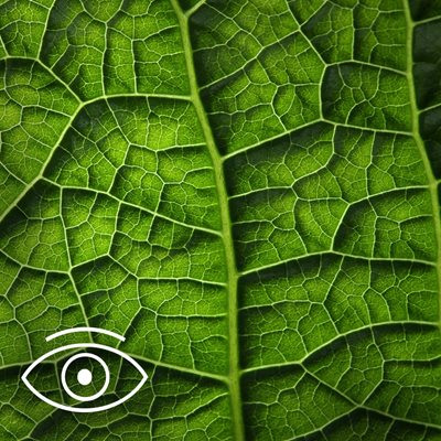 Green leaf to demonstrate image quality