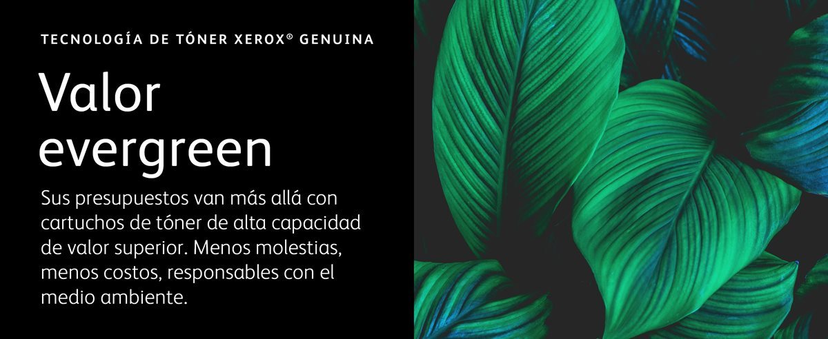 Grandes hojas tropicales vibrantes y saludables que se superponen