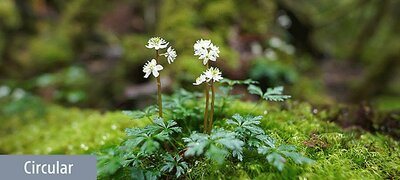 Bokeh-enhancing 11-blade circular aperture