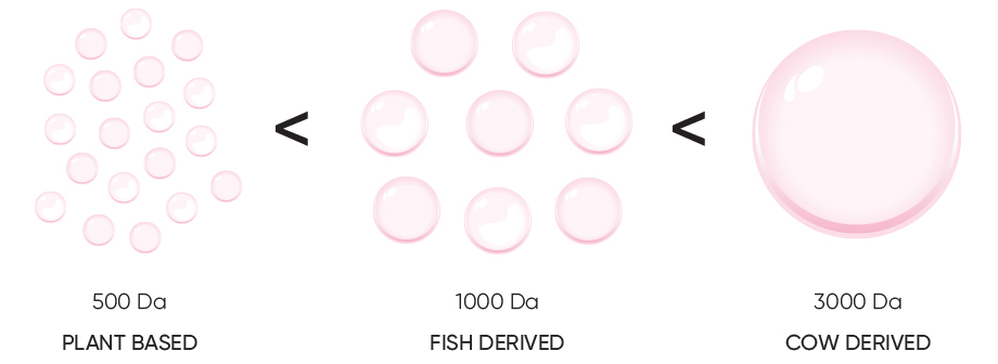Plant based: 500 Da. Fish derived: 1000 Da. Cow derived: 3000 Da.