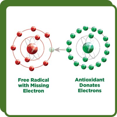 Sơ đồ gốc tự do thiếu electron và chất chống oxy hóa cho electron