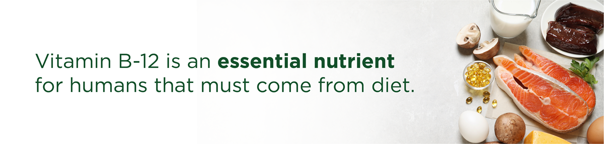 Vitamin B12 là một chất dinh dưỡng thiết yếu đối với con người và phải được cung cấp qua chế độ ăn uống.