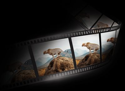Video Format Support