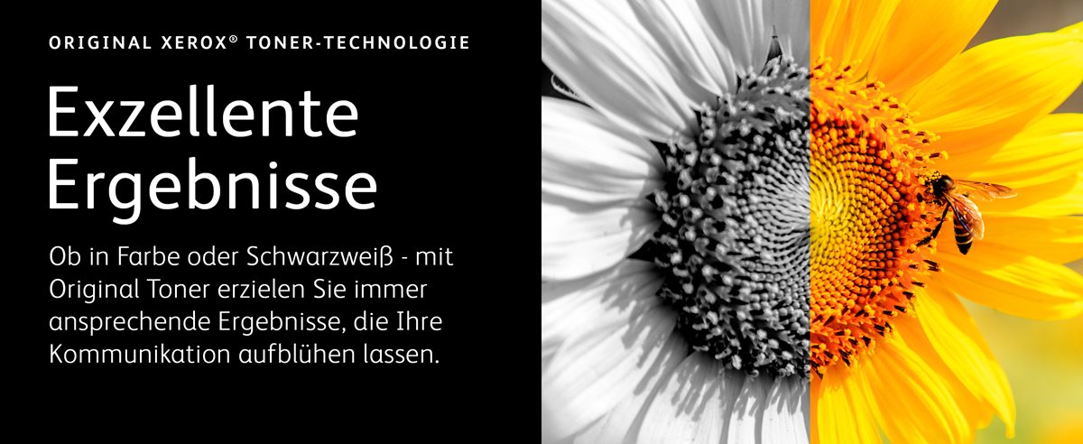 Nahaufnahme der Sonnenblume in voller Blüte, die eine Biene anzieht