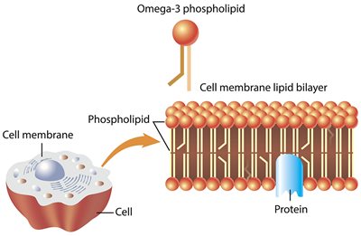 Celadrin is a patented, clinically studied matrix of naturally sourced, esterified oils. This unique formulation promotes cell membrane fluidity and elasticity to support joint mobility and comfort – helping you keep moving with ease.*