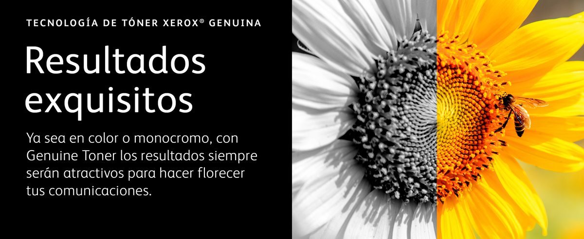 Primer plano de girasol en plena floración atrayendo a una abeja
