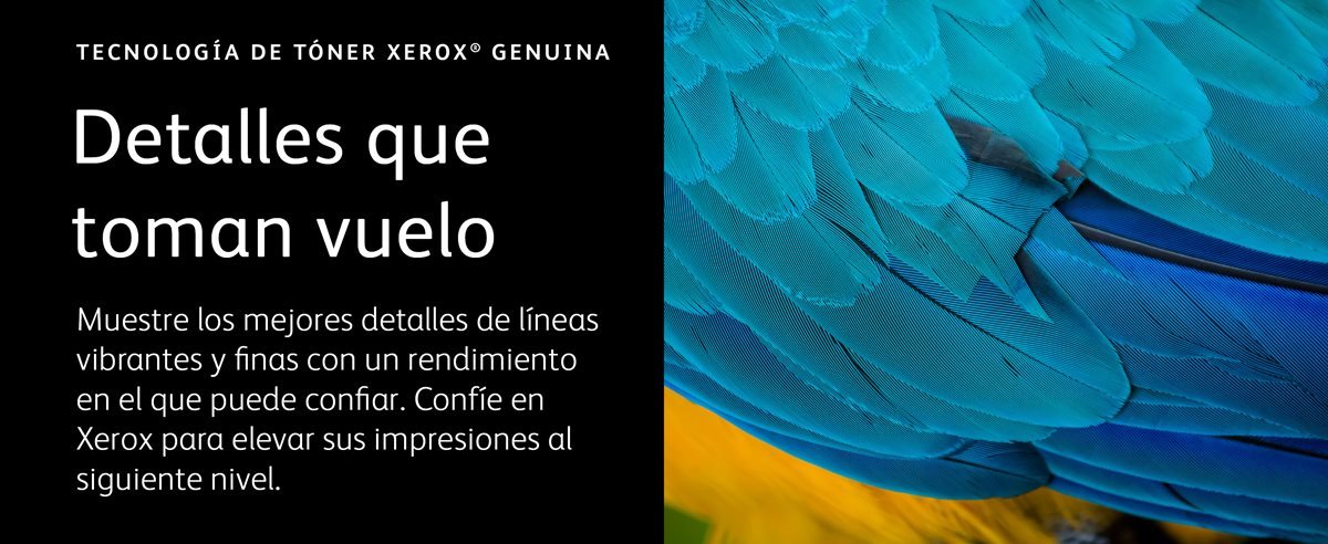 Foto lateral de un loro que muestra detalles finos de las plumas con colores vibrantes
