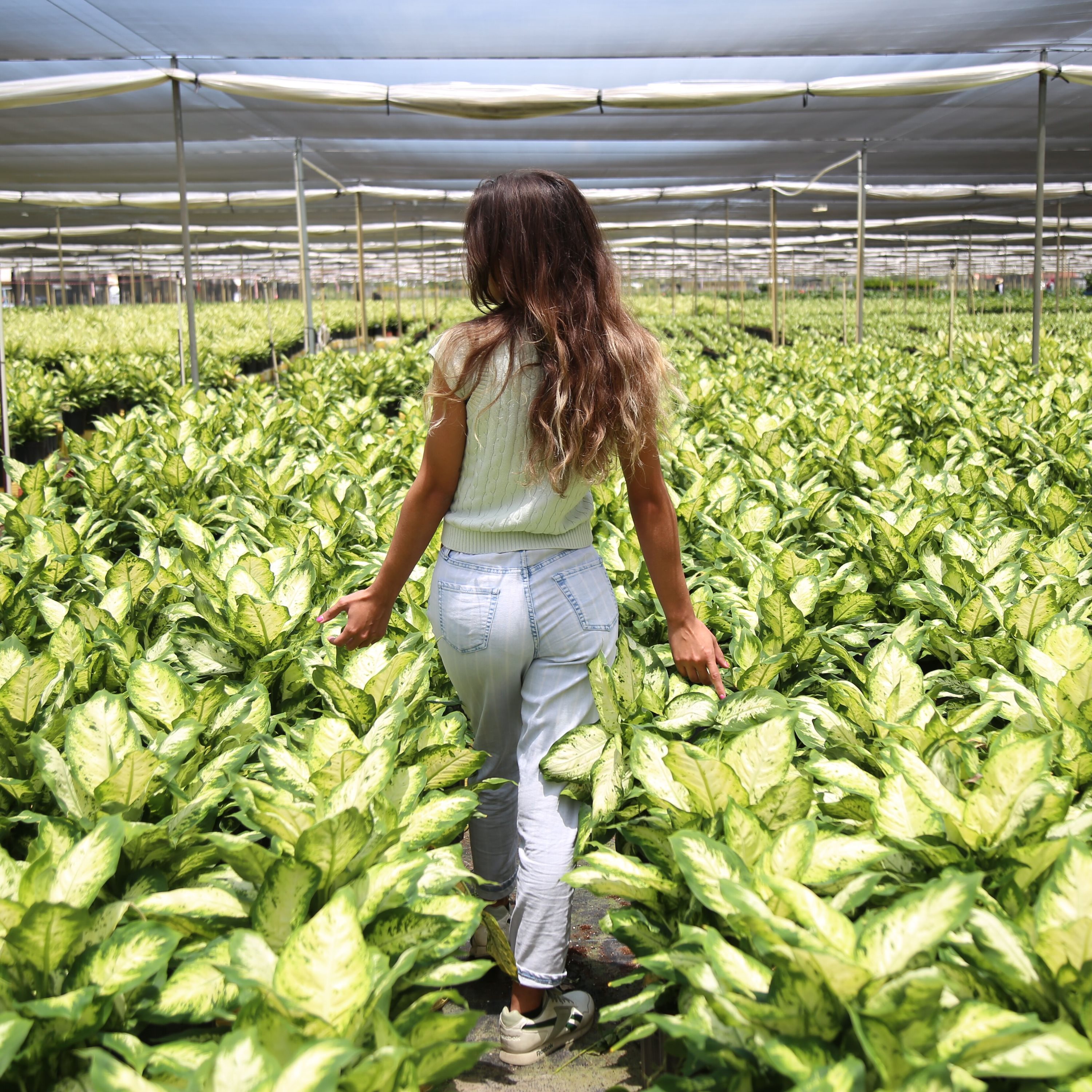 Costa Farms 4